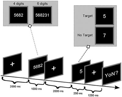 Different Topological Properties of EEG-Derived Networks Describe Working Memory Phases as Revealed by Graph Theoretical Analysis